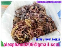 Eucheuma Cottonii Seaweed for Carrageenan production