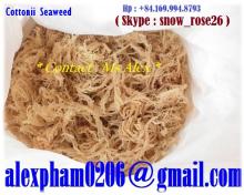 White Cottonii Seaweed