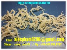 Spinosum Seaweed