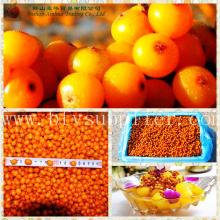 wholesale IQF seabuckthorn/Frozen seabuckthorn whole