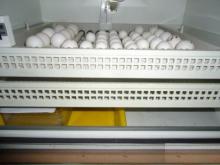 Grade A  Fertile  & Guaranteed  Bird   Eggs 