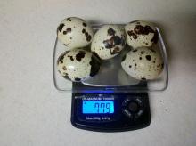 Guaranteed Hatchable  Quail   Egg s, Best Price