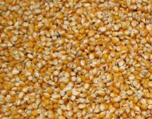 Yellow Maize