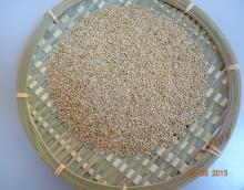 White  millet s in husk