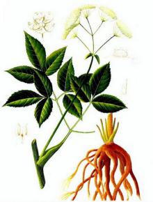 Kosher Factory Price Radix Angelicae Sinensis Extracts