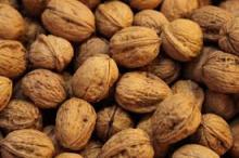 walnut