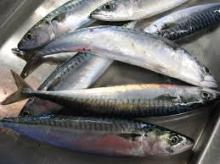 Atlantic Mackerel ( scomba scombrus)