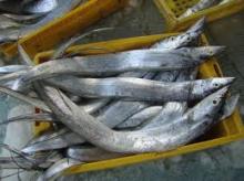 Frozen Ribbon fish
