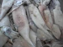 frozen squid whole round