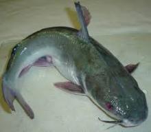 Frozen Cat Fish