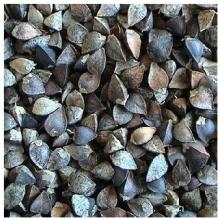  Raw   Buckwheat 