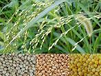  Millet 