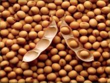 NON GMO SOYBEAN