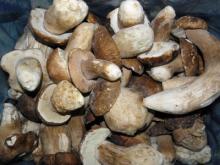 BOLETUS EDULIS EXTRA BLACK CAP