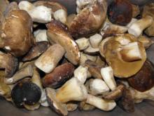 Boletus Edulis - 2° Grade