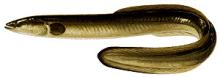 American  Eel (anguilla rostrata)