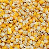 YELLOW  CORN   GRADE  2 /  FEED 