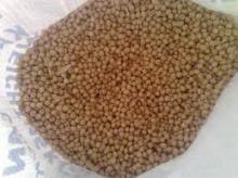  bean s seed