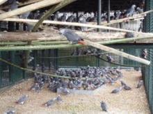 buy fertile parrotes,ostrick eggs