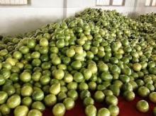Pomelo