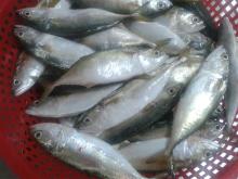 Sell: Frozen indian mackerel fish whole round
