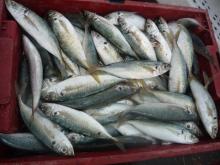 Sell: Frozen round scad ( japanese scad mackerel ) whole round