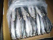 Sell: Frozen layang scad fish whole round