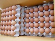 Fresh Chicken egg