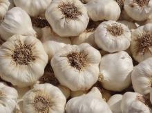  dry   garlic 