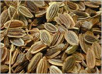  Dill  Seeds