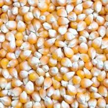  Maize  / Corn