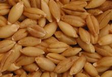 Edible and Feed Barley