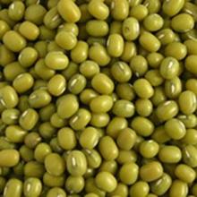 green  mung   bean 