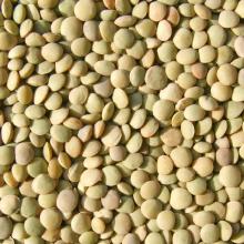 Lentils Fresh Lentils Grade A Lentils