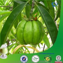pure garcinia cambogia hca