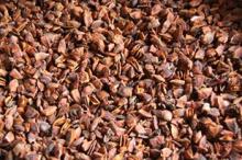 Broken star aniseed - Viet Nam