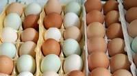 Fresh Eggs