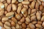 Peanut