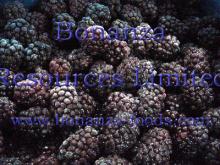 frozen blackberry
