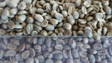  green   coffe e  bean 