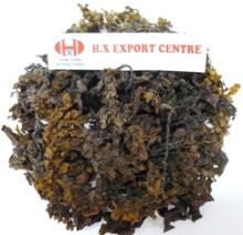  Sargassum 