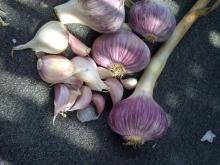 Egyptian fresh Garlic