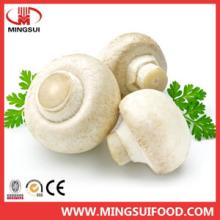 High quality Chinese IQF frozen champignon mushroom