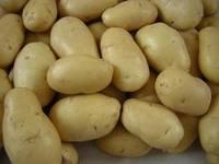  Holland   Fresh   Potato 