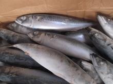 sea frozen Mackerel