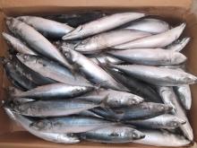 Frozen Pacific Mackerel