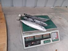 frozen scomber japonicus for supermarket