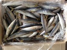  small   size   mackerel 