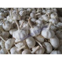 fresh white garlic 10kg/carton