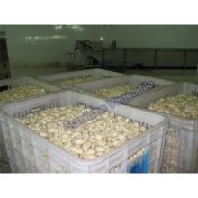  Pickled  Garlic in Brine